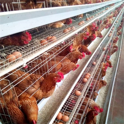 قفس مرغ گالوانیزه تخم مرغی با سیم استیل Q235 128 مرغ
