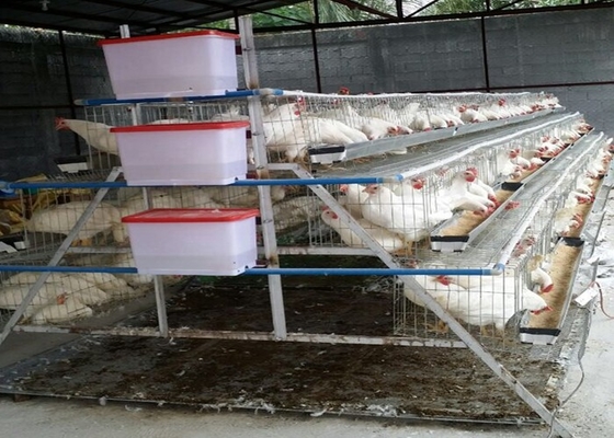 پرورش 500-1000 پرنده قفس مرغ لایه ای مناسب برای افراد