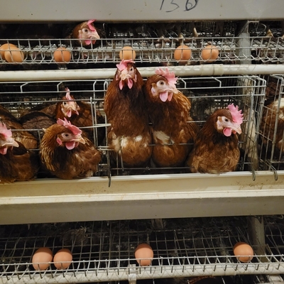 باتری فلزی لایه حیوانی قفس مرغ برای تخم گذاری مرغ