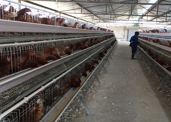 تخم مرغ PVOC لایه قفس مرغ برای 2000 پرنده ساخت مزرعه مرغ