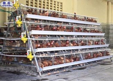 10000 تخم مرغ لایه قفس مرغ / پرورش مرغ لایه قفس خدمات سفارشی