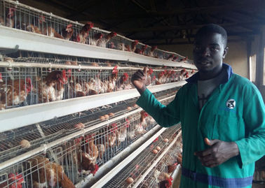 کشاورزی قفس مرغ مرغ در قفس مرغ اتوماتیک لایه مرغ با عمر طولانی