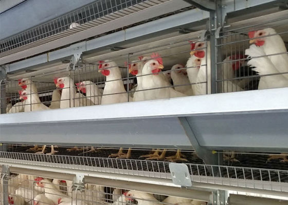 تخم مرغ مرغ نوع 96 برای تخمگذار قفس گالوانیزه برای پرورش لایه