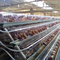مرغداری 3 طبقه قفس مرغ تخمگذار توری سیمی استیل Q235