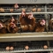 باتری فلزی لایه حیوانی قفس مرغ برای تخم گذاری مرغ