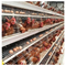 قفس های پرت تجاری تخم مرغ 4 طبقه گالوانیزه گرم برای مزرعه مرغ