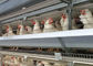 تخم مرغ مرغ نوع 96 برای تخمگذار قفس گالوانیزه برای پرورش لایه