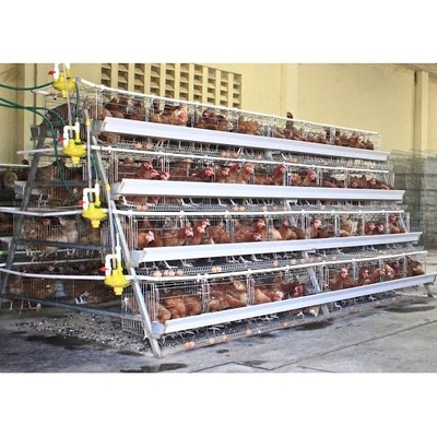 160 مرغ پرورشی باطری قفس با سیستم آب اتوماتیک