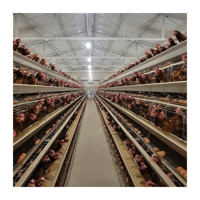 1 سال گارانتی لایه قفس مرغ آب آشامیدنی اتوماتیک برای کشاورزی بدون دردسر