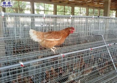 قفس مرغ بزرگ مرغ، طراحی سطح سلینگ مرغ تخمگذار مرغ