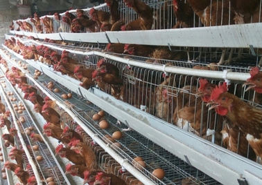 قفس مرغ مرغی لایه ای 4 ردیف 128 ظرفیت H نوع مرغ برای مزرعه مرغ تجاری
