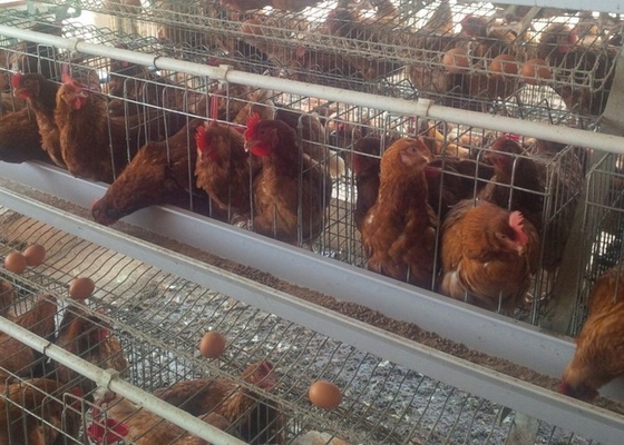 120 پرنده اتوماتیک قفس طیور گالوانیزه ظرفیت بزرگ برای مرغداری