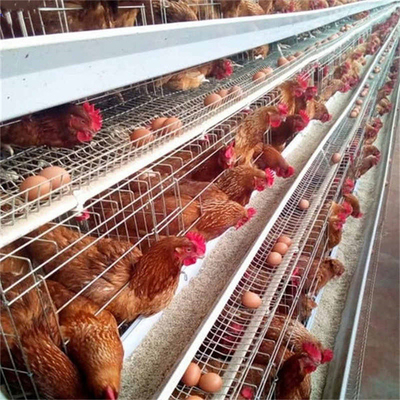 3 ردیف 96 مرغ تخمگذار مرغ قفس مرغ لایه لایه برای مزرعه