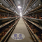 اتوماتیک 160 لایه پرندگان قفس مزرعه مرغ برای لایه های تخم مرغ
