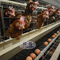 اتوماتیک 160 لایه پرندگان قفس مزرعه مرغ برای لایه های تخم مرغ