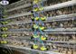 Simple Q235 Quail تخمگذار قفس 800 پرندگان ظرفیت طولانی کار با استفاده از زندگی