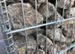 دیوار قفس سنگی جوش داده شده 50 × 100 میلی متر گالوانیزه جوش داده شده