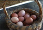 160 قفس مرغ توزیع کننده مرغ با نوشابه نوک پستان