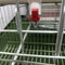 قفس لایه مرغ HDG اتوماتیک برای مزرعه مرغداری