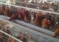 قفس مرغ با لایه گالوانیزه محکم و جادار 128 پرنده برای پرورش مرغداری